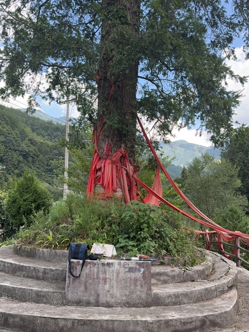 咸宜镇明月村板房子重树堡铁坚油杉