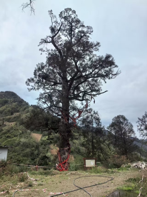 城口县修齐镇枇杷村袁家庙千年铁杉