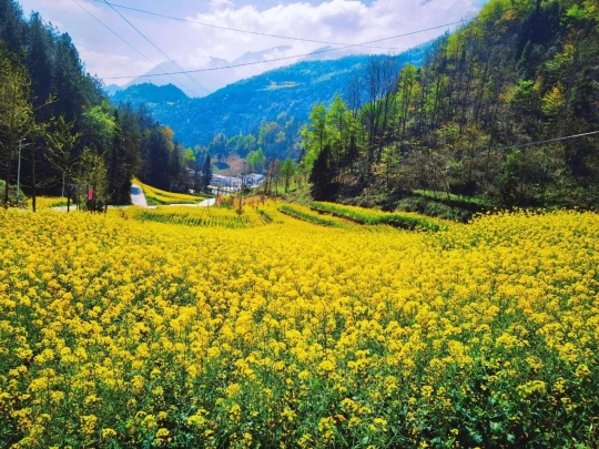 春季赏花之旅