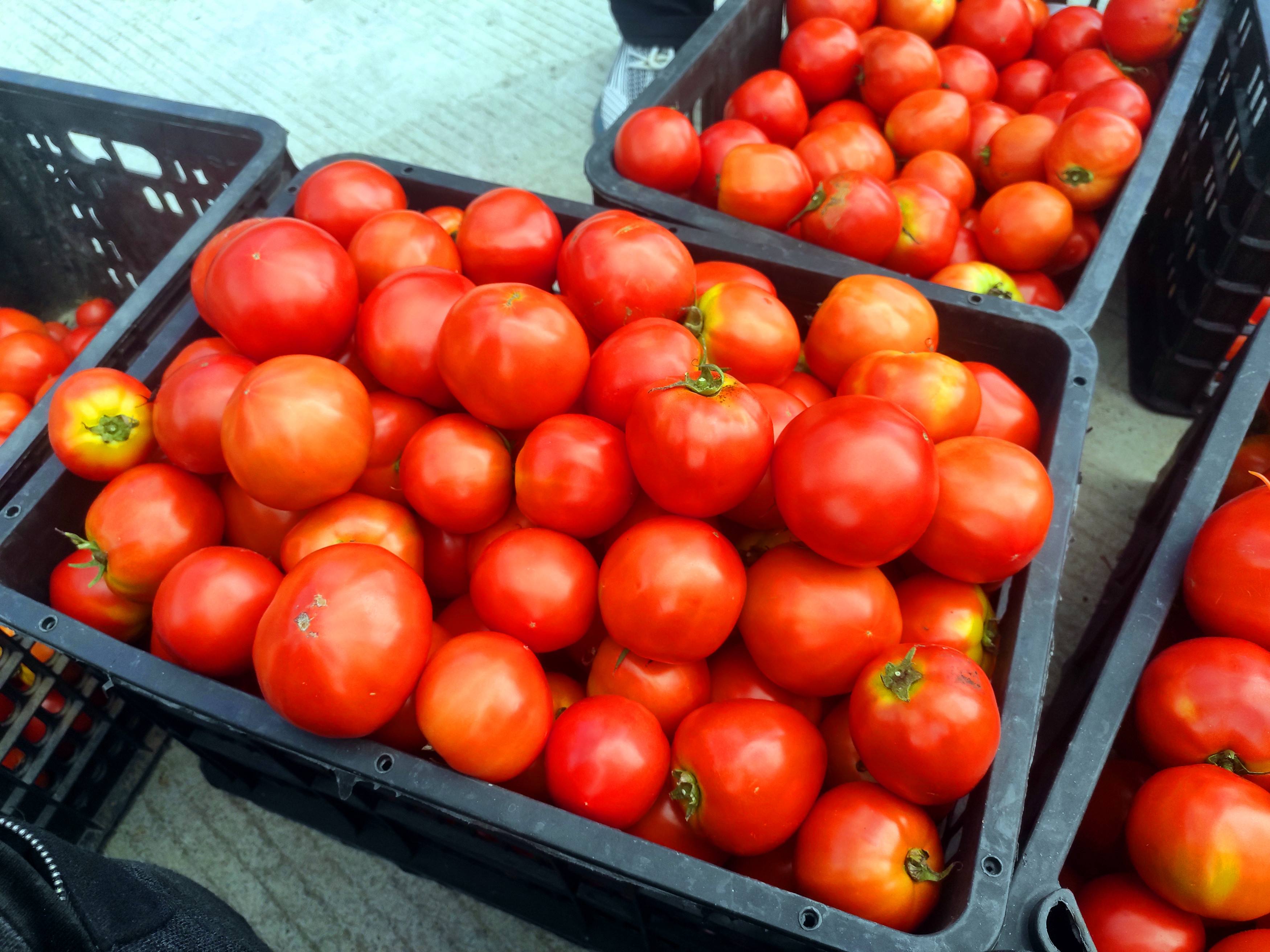 高楠方斗10万斤高山晚熟西红柿新鲜上市