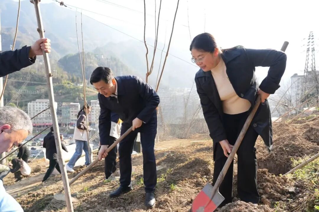 我县开展2026年全民义务植树活动